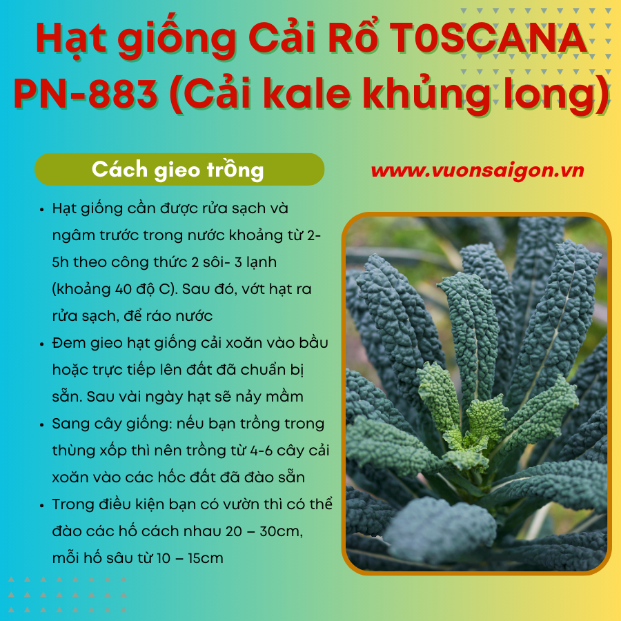 Hạt giống cải rổ Toscana PN 883 - Cải kale khủng long 3