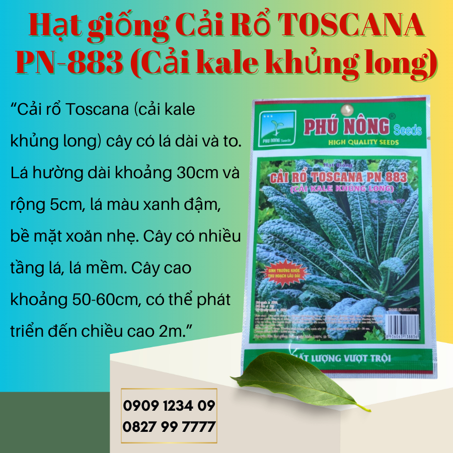 Hạt giống cải rổ Toscana PN 883 - Cải kale khủng long 1