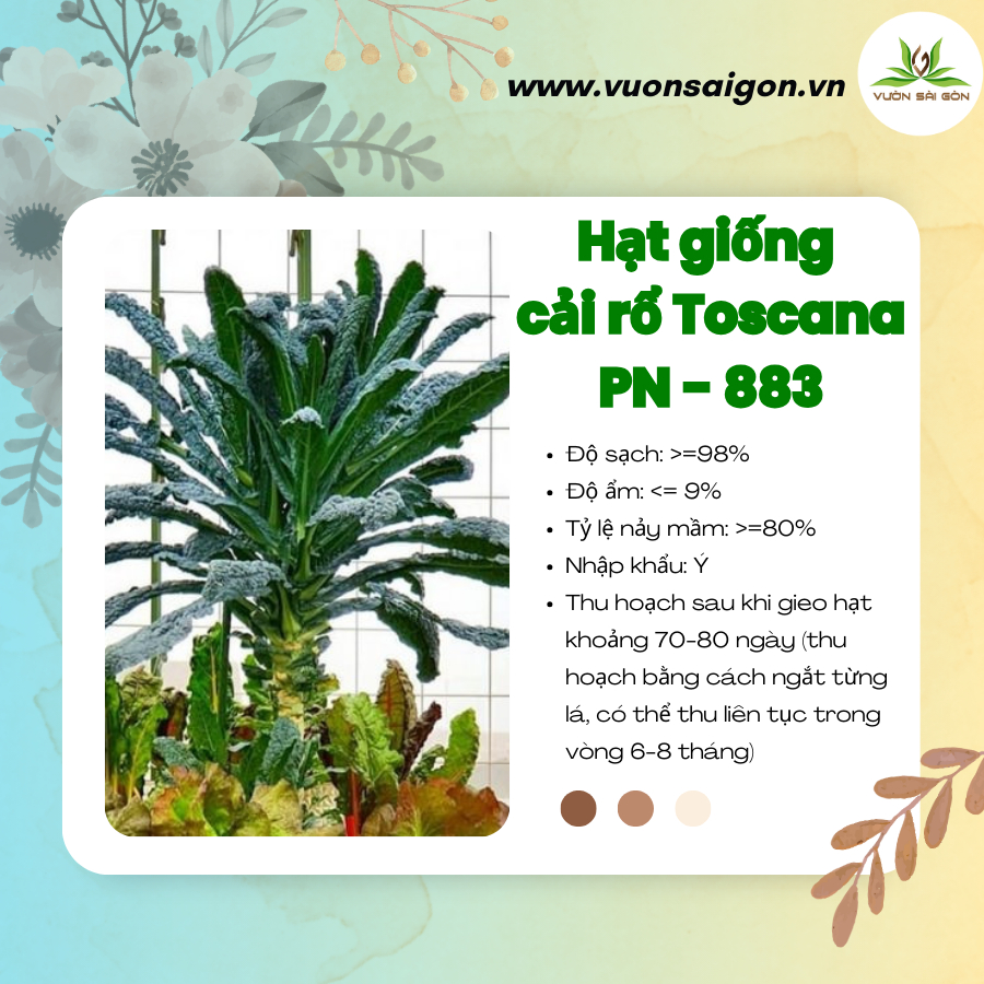 Hạt giống cải rổ Toscana PN 883 - Cải kale khủng long 2