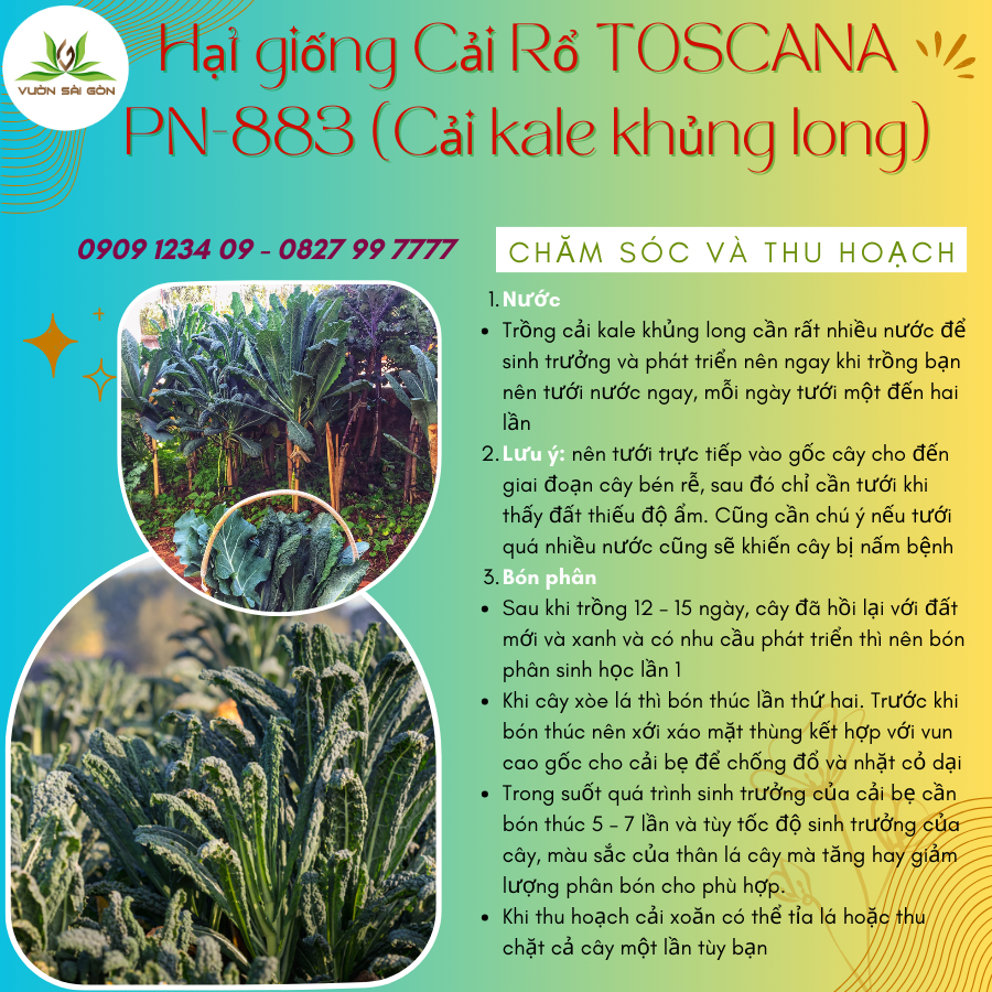 Hạt giống cải rổ Toscana PN 883 - Cải kale khủng long 4