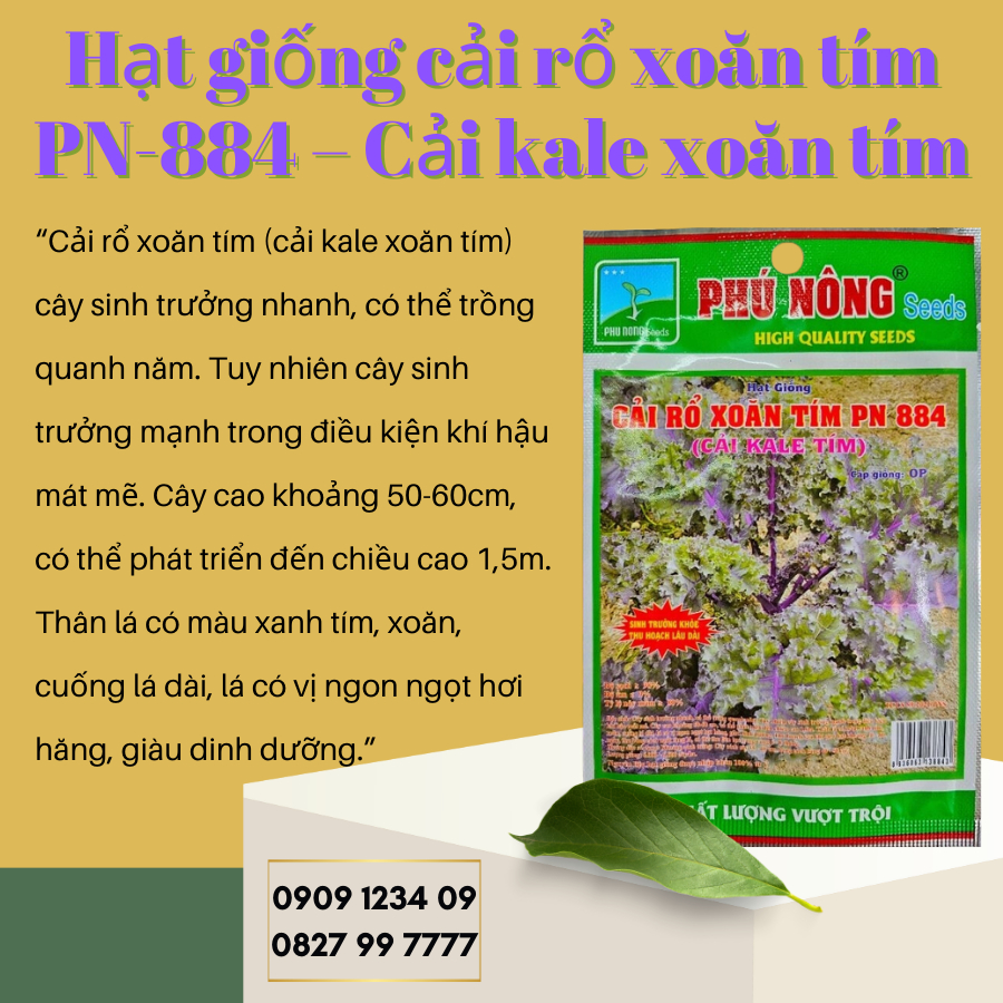 Hạt giống cải rổ xoăn tím PN-884 - Cải kale xoăn tím 1
