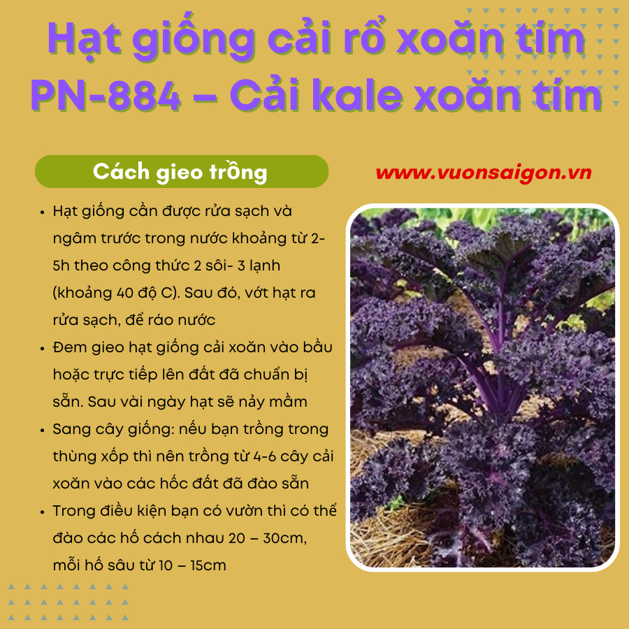 Hạt giống cải rổ xoăn tím PN-884 - Cải kale xoăn tím 3