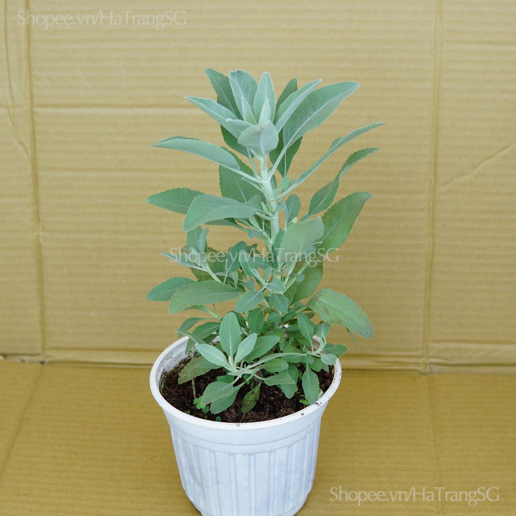 Cây Xô Thơm Trắng - White Sage - Salvia Apiana giống mới | Shopee Việt Nam