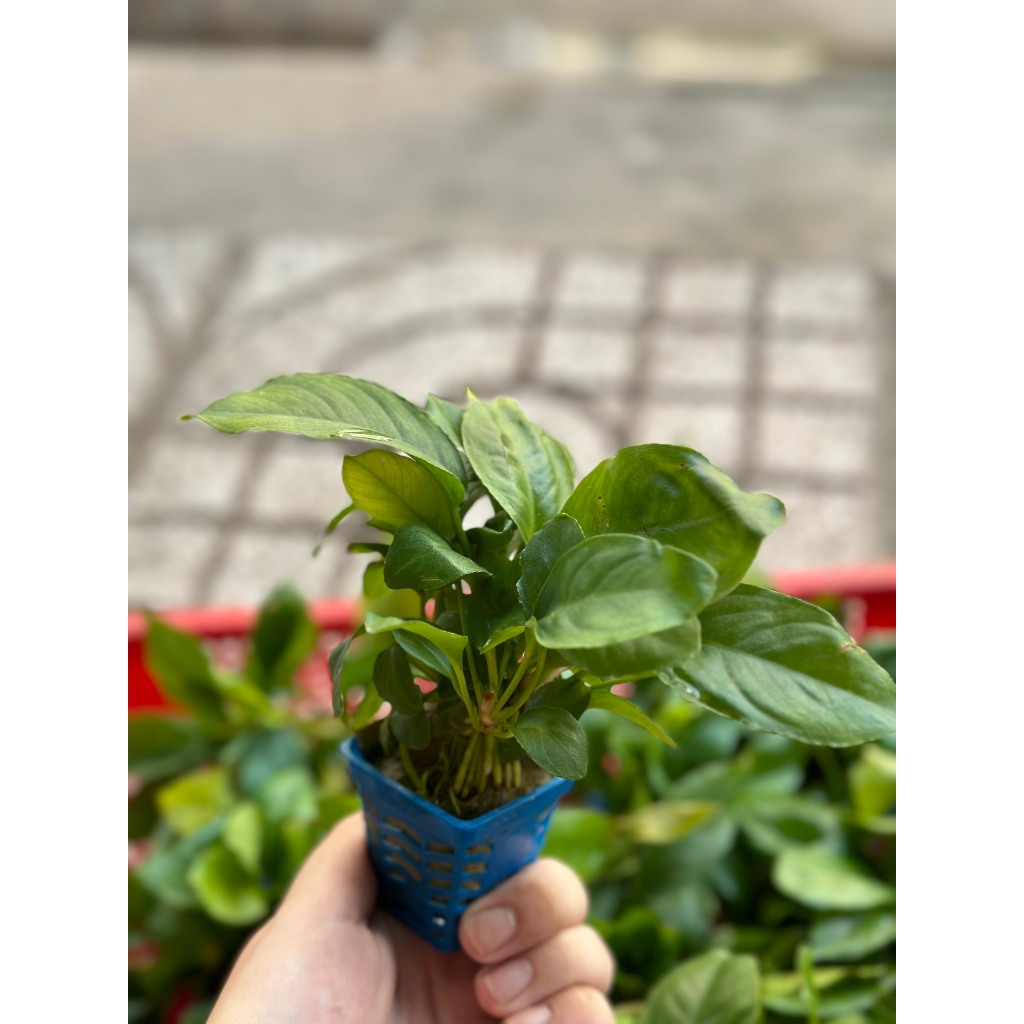 Trầu Xanh Thuỷ Sinh (1 CHẬU) - Cây Ráy Xanh Cho Hồ Cá, Bể Cá Thuỷ Sinh ...