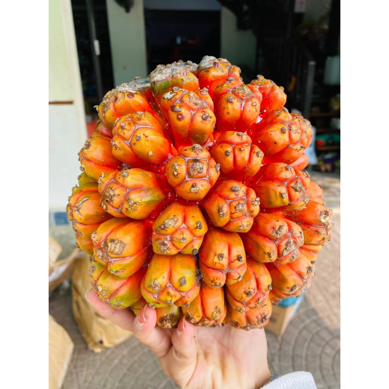 Quả Dứa Dại Rừng Xanh Tươi 1kg(  To đẹp-hút chân không)