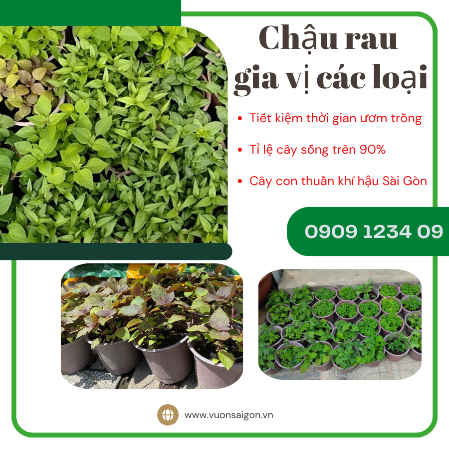 (HỎA TỐC) Chậu rau gia vị, rau thơm ,diếp cá, xá xị, ngò om, húng quế ...