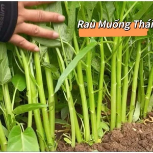 30 gam hạt giống rau muống thái lan f1 🥬🥬Sale Shock🥬🥬chất lượng cao