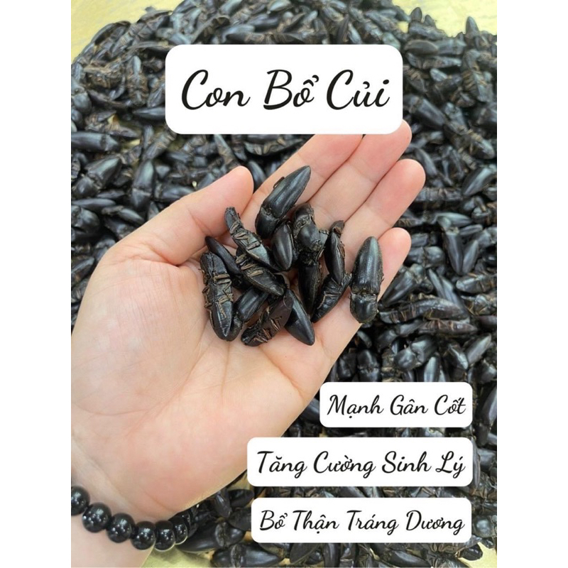Bổ củi rừng khô Tây Bắc ngâm rượu giúp bổ thận, tráng dương(Tặng kèm táo đỏ ,kỷ tử)10con