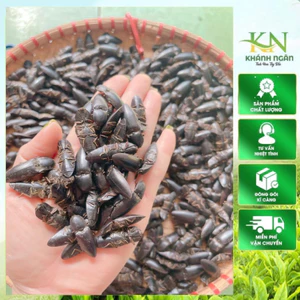 Bổ củi rừng khô Tây Bắc ngâm rượu giúp bổ thận, tráng dương(Tặng kèm táo đỏ ,kỷ tử)10con