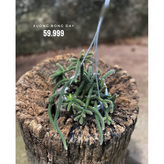 Chậu treo các loại Xương rồng dây - Rhipsalis - decor bàn làm việc, ban công - |Vườn Như Ngọc| - Vận chuyển hoả tốc