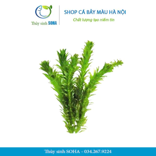 Rong đuôi chó - Giá Tốt, Miễn Phí Vận Chuyển, Đủ Loại | Shopee Việt Nam