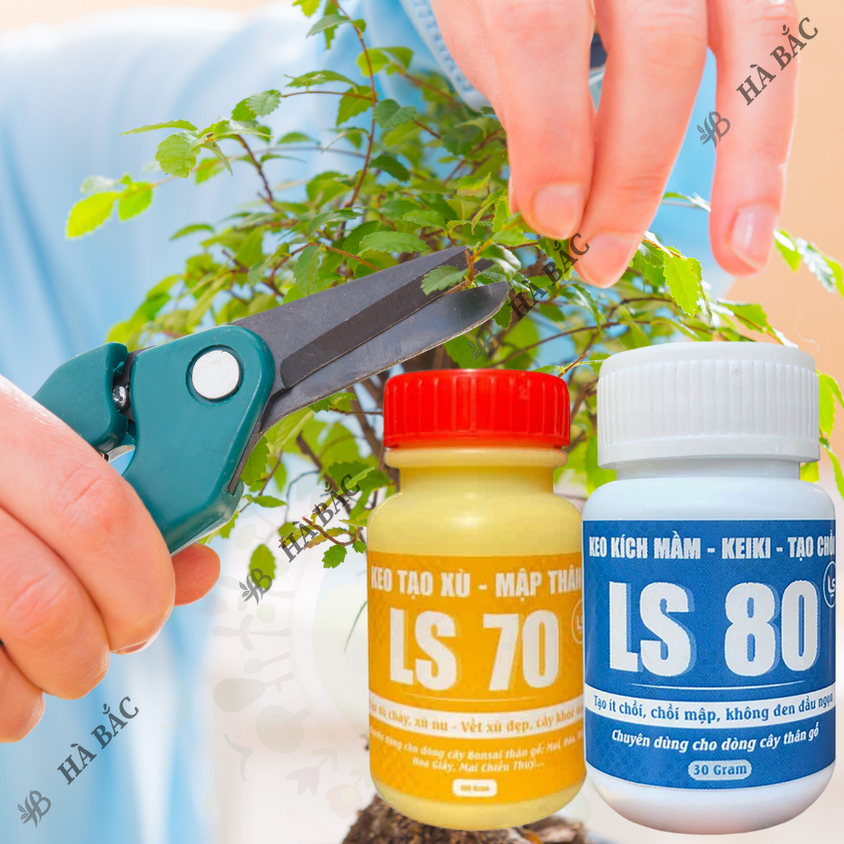 Keo liền sẹo liền da LS70, LS80, keo tạo xù, keo kích mầm dùng cho cây - Diệt khuẩn tốt kéo sẹo nhanh (30gr/100gr)