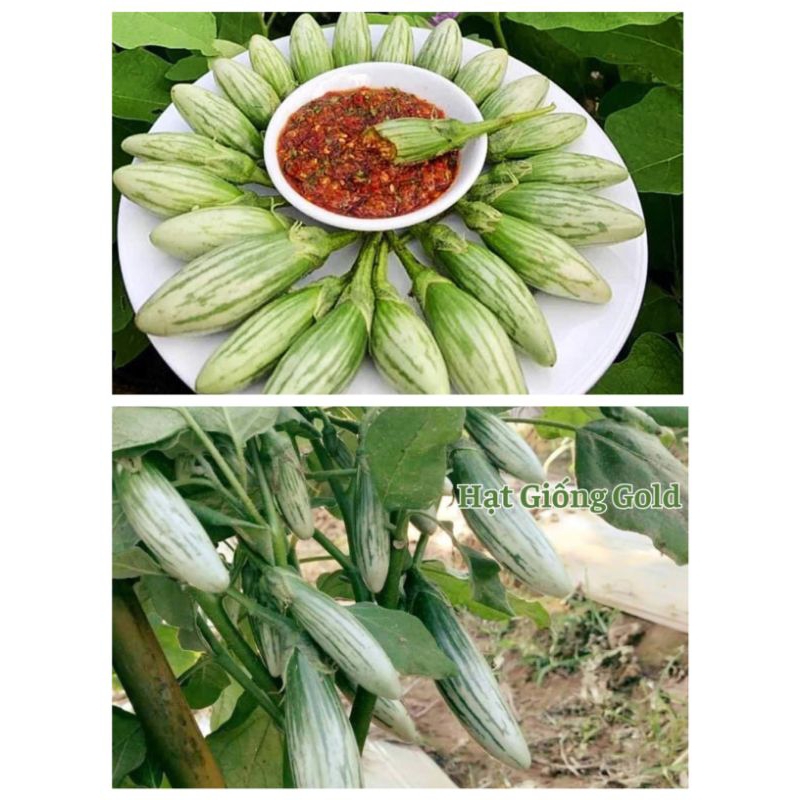 Hạt Giống Cà Ngọt  Sọc Thái OVan Nhập Khẩu💯 Ăn Cực Ngon💥  Rất Đáng Trồng