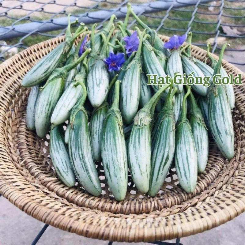 Hạt Giống Cà Ngọt  Sọc Thái OVan Nhập Khẩu💯 Ăn Cực Ngon💥  Rất Đáng Trồng
