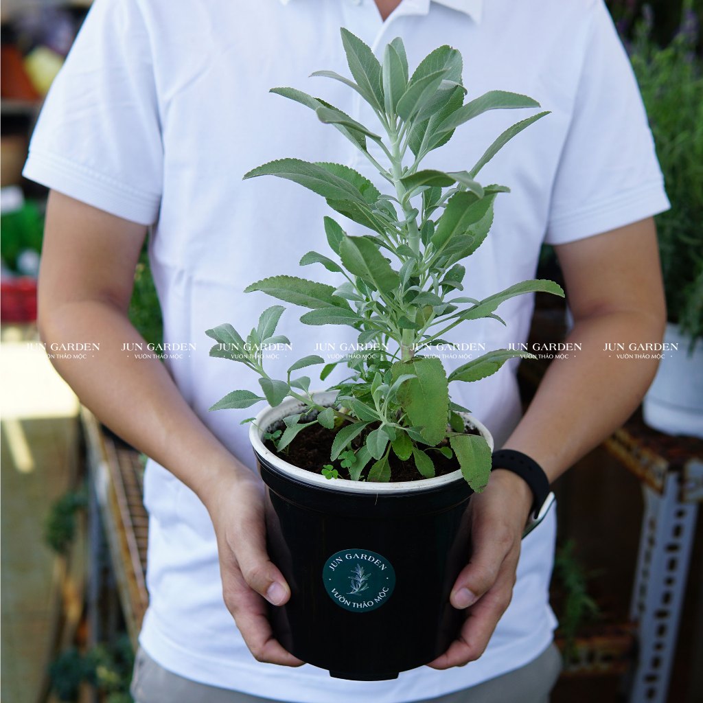 [Hoả Tốc] Cây Xô Thơm Trắng - White Sage - Salvia Apiana | Đã Thay Chậu ...