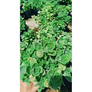 cây sen thơm (nhất mạc hương)