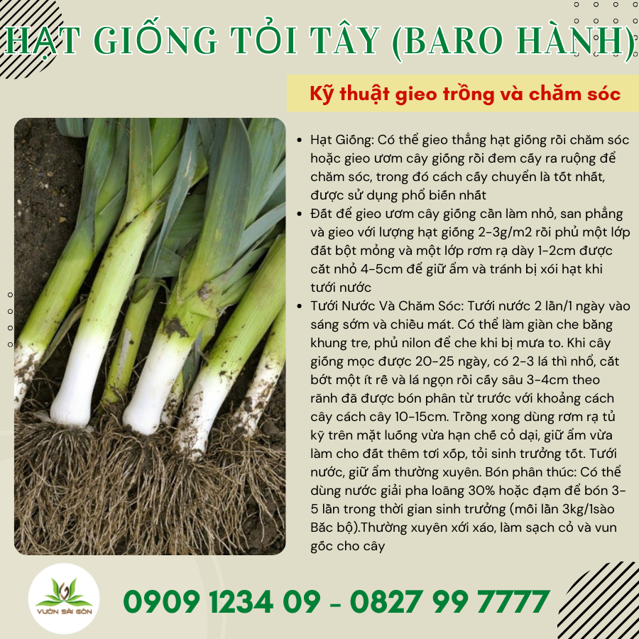 Hạt giống Tỏi Tây Phú Nông 3