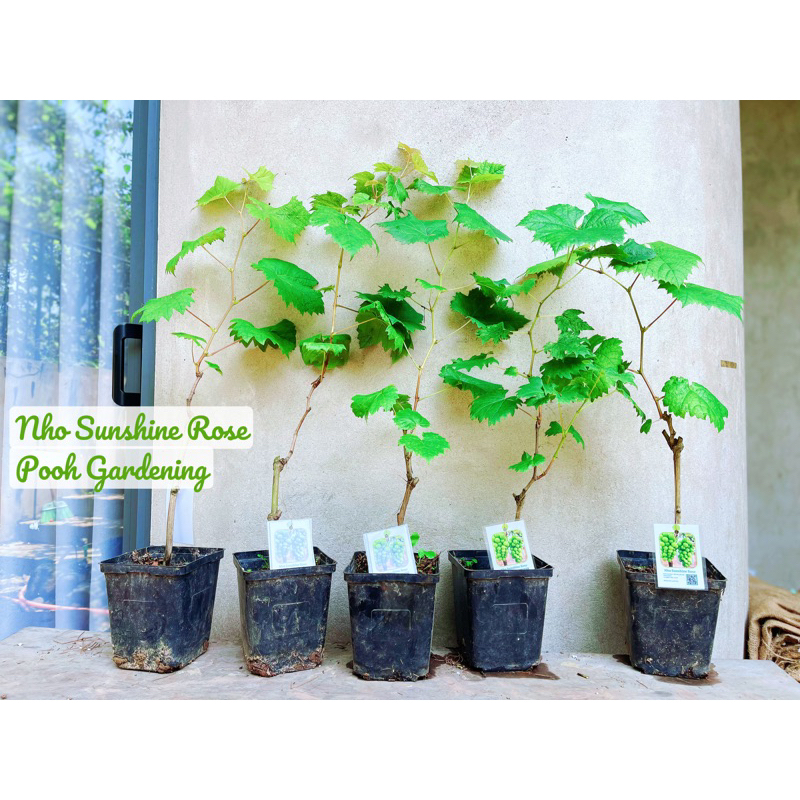 Cây Nho Sunshine Rose Muscat | Shopee Việt Nam