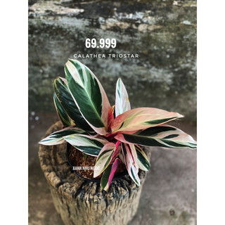 Chậu nhựa đen mềm ĐUÔI CÔNG HỒNG QUÂN TỬ - Calathea Triostar |Vườn Như Ngọc| - Đã bật Hỏa tốc