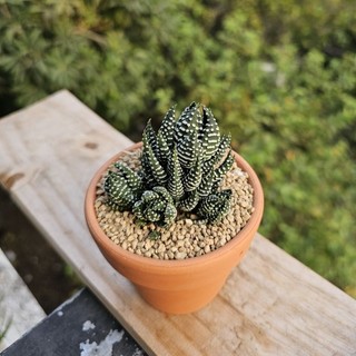 Sen đá Móng Rồng size 6cm có sẵn tại vườn MẦM NẮNG GARDEN  lỗi 1 đền 1
