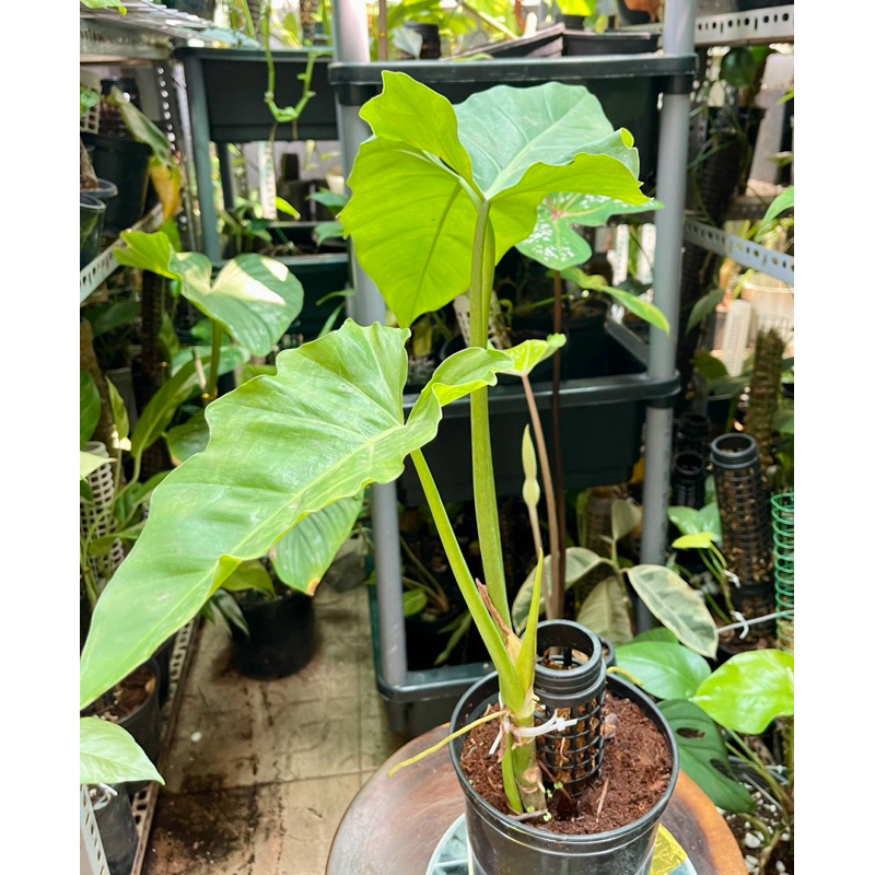 cây trầu bà Subin(philodendron subincisum)cao hơn 50cm(sẵn) | Shopee ...