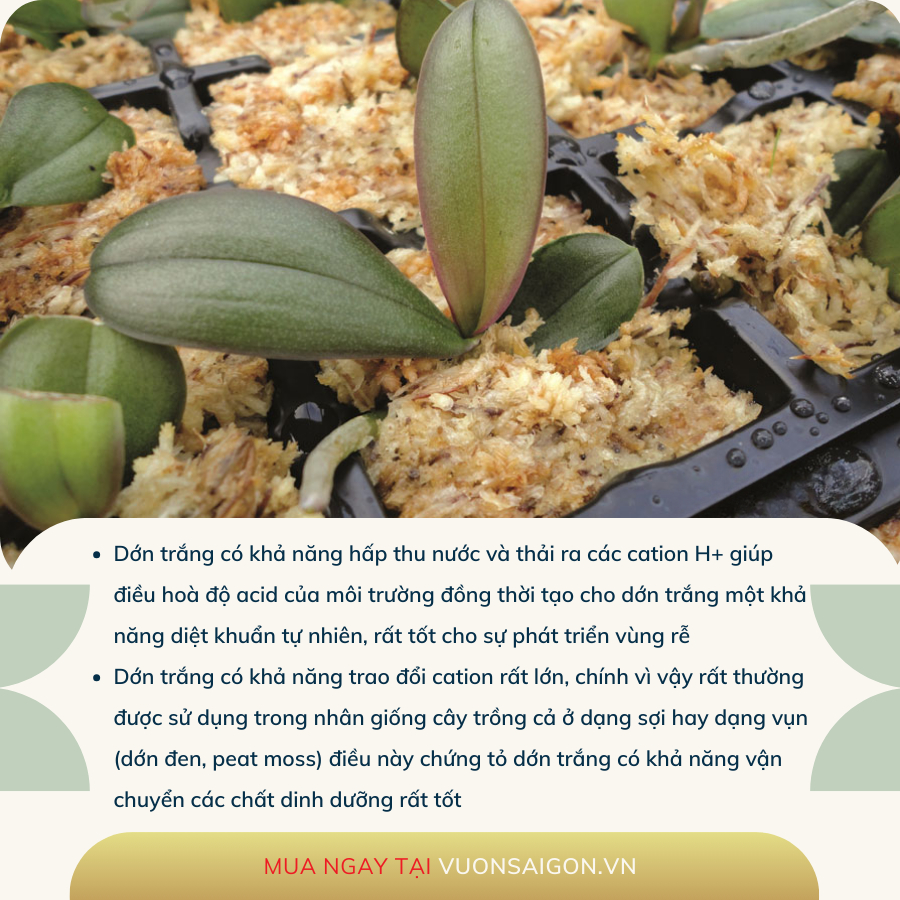 Dớn trắng Chile trồng lan - gói 100g 2