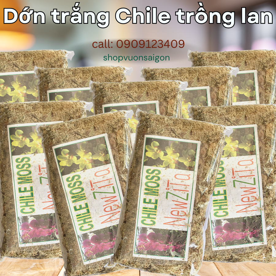 Dớn trắng Chile trồng lan - gói 100g 5