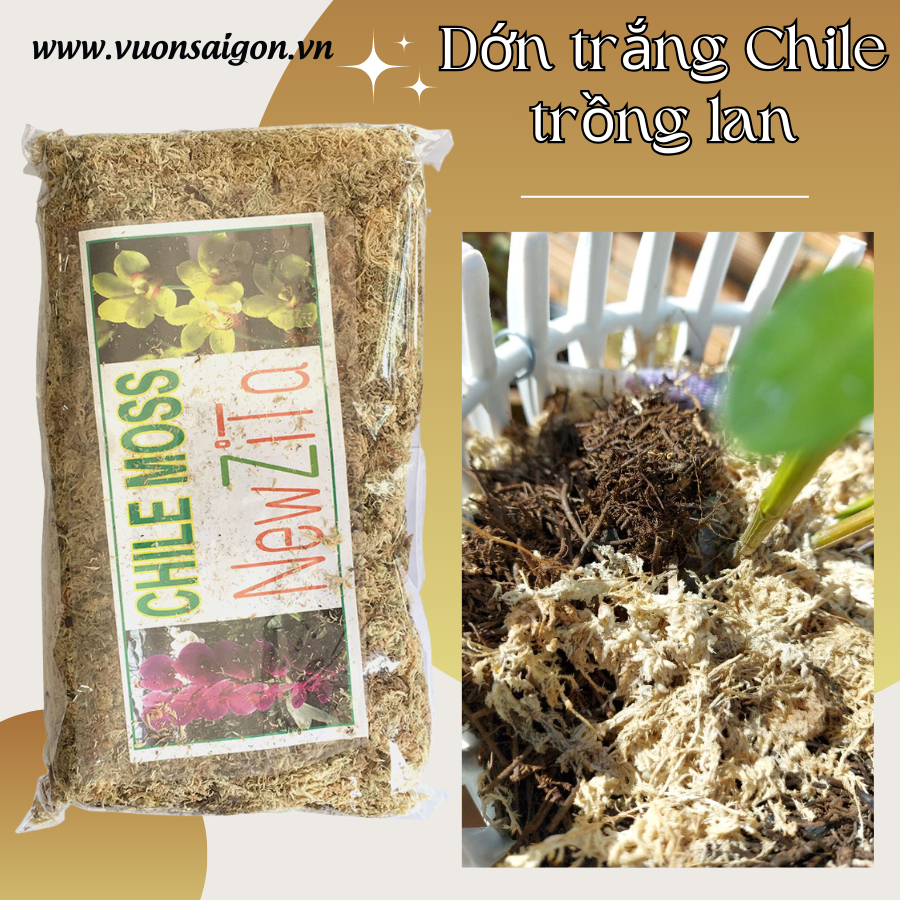 Dớn trắng Chile trồng lan - gói 100g 1