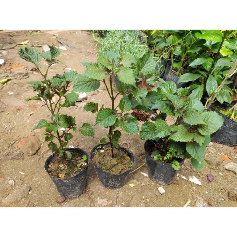 Cây rau tía tô (duoc liệu)làm giống. | Shopee Việt Nam