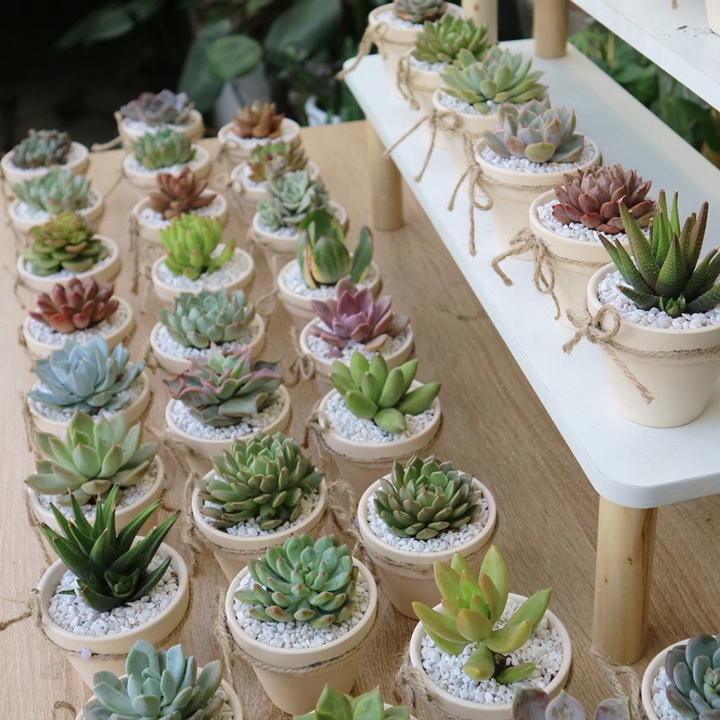 Chậu sen đá thắt nơ thích hợp làm quà tặng cho sự kiện, lễ tiệc, tặng người thân, bạn bè
