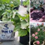 ĐẠM CÁ VIÊN NÉN TAN CHẬM Phân Hữu Cơ Bón Gốc Giàu Dinh Dưỡng, Kích Rễ, Ngừa Nấm