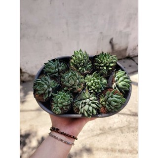 Sen đá Móng Rồng size 6cm có sẵn tại vườn MẦM NẮNG GARDEN  lỗi 1 đền 1