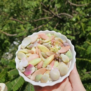 Combo 70 lá sen đá ngẫu nhiên chưa lên mầm MẦM NẮNG GARDEN  lỗi 1 đền 1