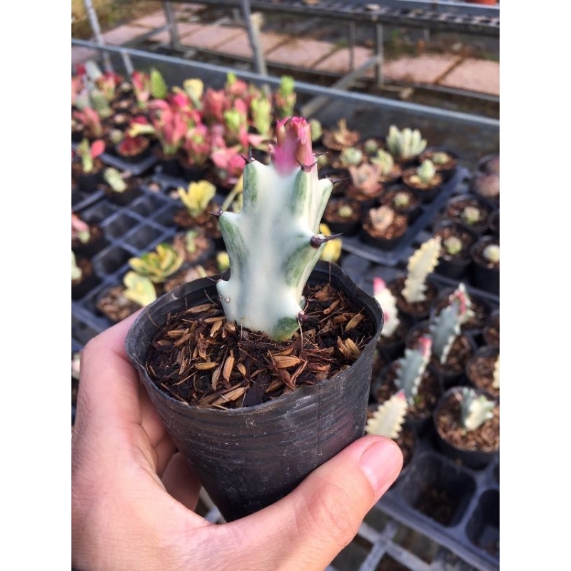 cây xương rồng euphorbia var trắng bầu 8x8 | Shopee Việt Nam