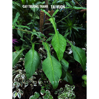 Chậu đen cứng PHILODENDRON JOEPI (Kiến) decor đẹp, nội thất sang -|Vườn Như Ngọc| - Đã bật hoả tốc