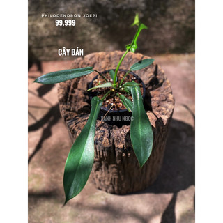 Chậu đen cứng PHILODENDRON JOEPI (Kiến) decor đẹp, nội thất sang -|Vườn Như Ngọc| - Đã bật hoả tốc