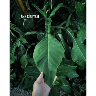 Chậu đen cứng PHILODENDRON JOEPI (Kiến) decor đẹp, nội thất sang -|Vườn Như Ngọc| - Đã bật hoả tốc