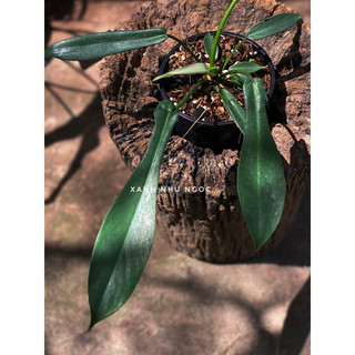 Chậu đen cứng PHILODENDRON JOEPI (Kiến) decor đẹp, nội thất sang -|Vườn Như Ngọc| - Đã bật hoả tốc