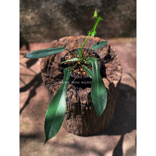 Chậu đen cứng PHILODENDRON JOEPI (Kiến) decor đẹp, nội thất sang -|Vườn Như Ngọc| - Đã bật hoả tốc