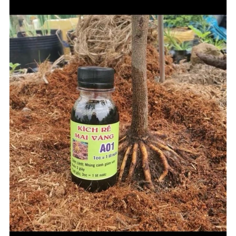 kích rễ A01 - sắp đế cực mạnh