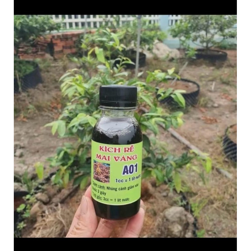 kích rễ A01 - sắp đế cực mạnh