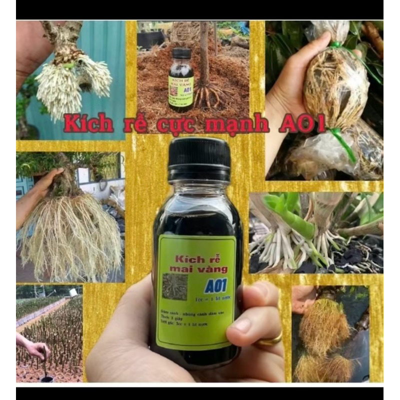 kích rễ A01 - sắp đế cực mạnh