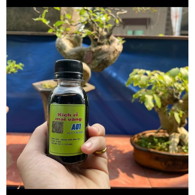 kích rễ A01 - sắp đế cực mạnh