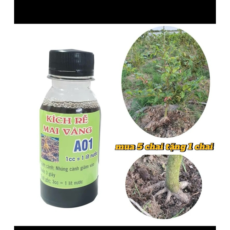 kích rễ A01 - sắp đế cực mạnh
