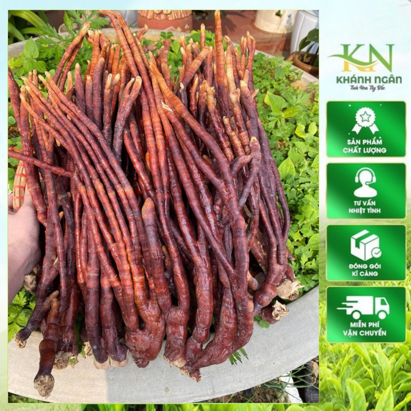 Nấm Linh chi Sừng Hươu Tây Bắc thu hái rừng, phơi khô tự nhiên. Thảo dược nấm linh chi sừng hươu, linh chi đỏ
