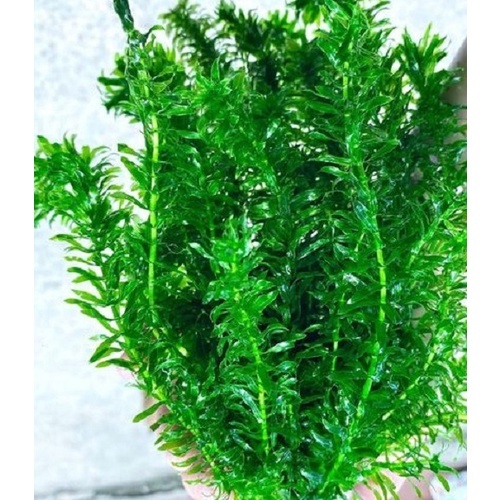 Cây Rong Đuôi Chồn Tạo Cảnh Độc Đáo, Cây Rong Đuôi Chó 30cm Trang Trí ...