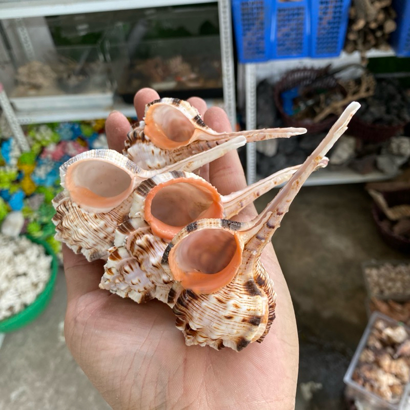 VỎ ỐC ỐNG ĐIẾU, ỐC GÁO trang trí, vỏ cho ốc rụt rè, ốc mượn hồn, cua ẩn ...