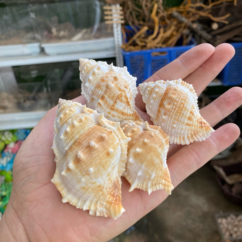 VỎ ỐC MIỆNG GAI COCRANA trang trí, vỏ cho ốc rụt rè, ốc mượn hồn, cua ...