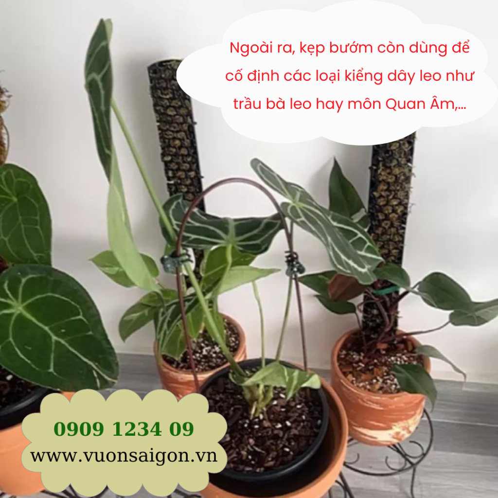 Kẹp bướm cố định cây hoa lan, kiểng lá 6