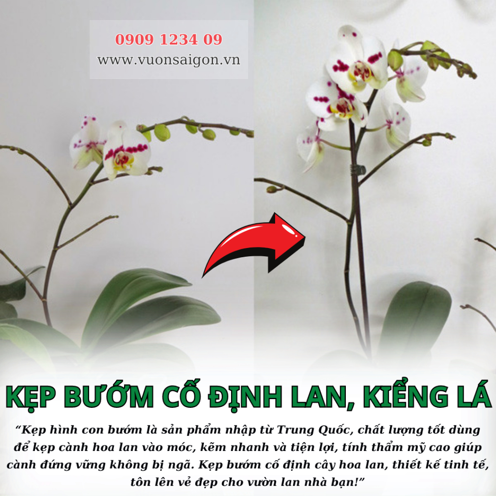 Kẹp bướm cố định cây hoa lan, kiểng lá 3